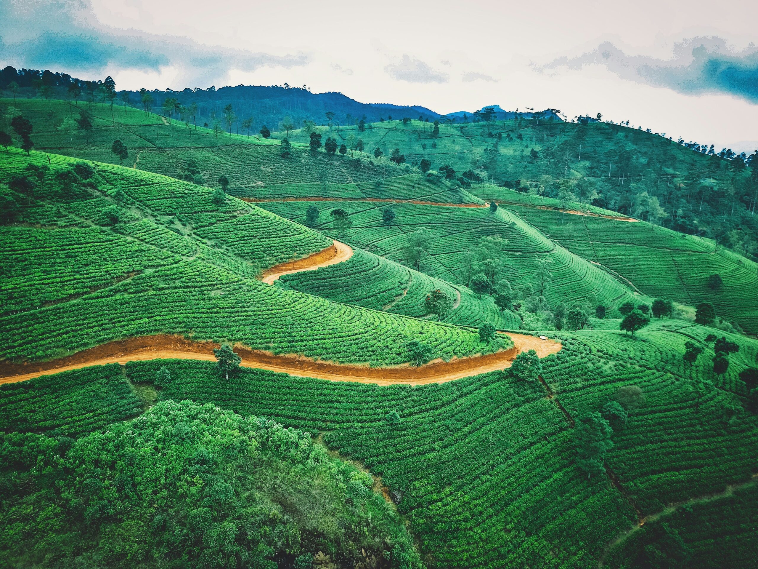 Tea Plantation